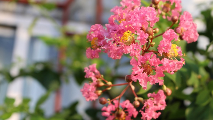 Beautiful crape myrtle flower pictures desktop wallpaper
