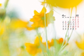 April 2022 healing little yellow flower HD desktop calendar wallpaper