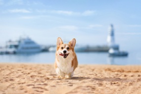 Short-legged Corgi is so cute