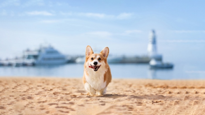 Short-legged Corgi is so cute