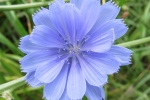 HD wild chicory pictures desktop wallpaper