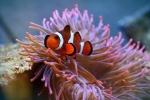 Beautiful underwater world pictures desktop wallpaper