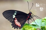 Twenty-four solar terms: Awakening of Insect pictures desktop wallpaper