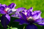 HD clematis pictures