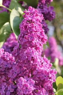 HD lilac flower pictures