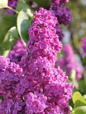 HD lilac flower pictures
