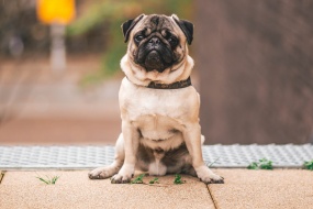 Cute and cute pug pictures desktop wallpaper