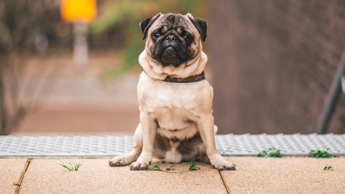 Cute and cute pug pictures desktop wallpaper