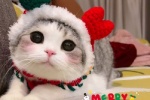 Soft cute cat Christmas themed avatar