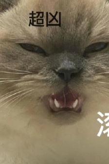 煤炭老闆暴躁表情包