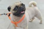 Cute pug pictures desktop wallpaper