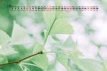 2021年11月公园花草树叶桌面日历壁纸