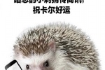 这是卡尔，卡尔正准备给它暗恋的小刺猬传简讯，祝卡尔好运