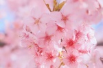 春日粉色櫻花手機壁紙