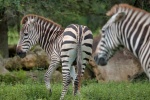 wild zebra pictures