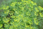 HD dill flower pictures desktop wallpaper