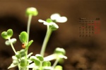 March 2022 eye-protecting green landscape desktop calendar wallpaper