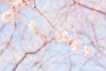 Japanese fresh style cherry blossom wallpaper