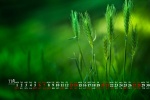 2021年11月绿色植物护眼高清日历壁纸