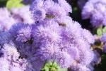 Flowering Patchouli Thistle Pictures Desktop Wallpaper