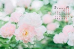 2022年4月樹葉花草護眼桌麵日曆壁紙