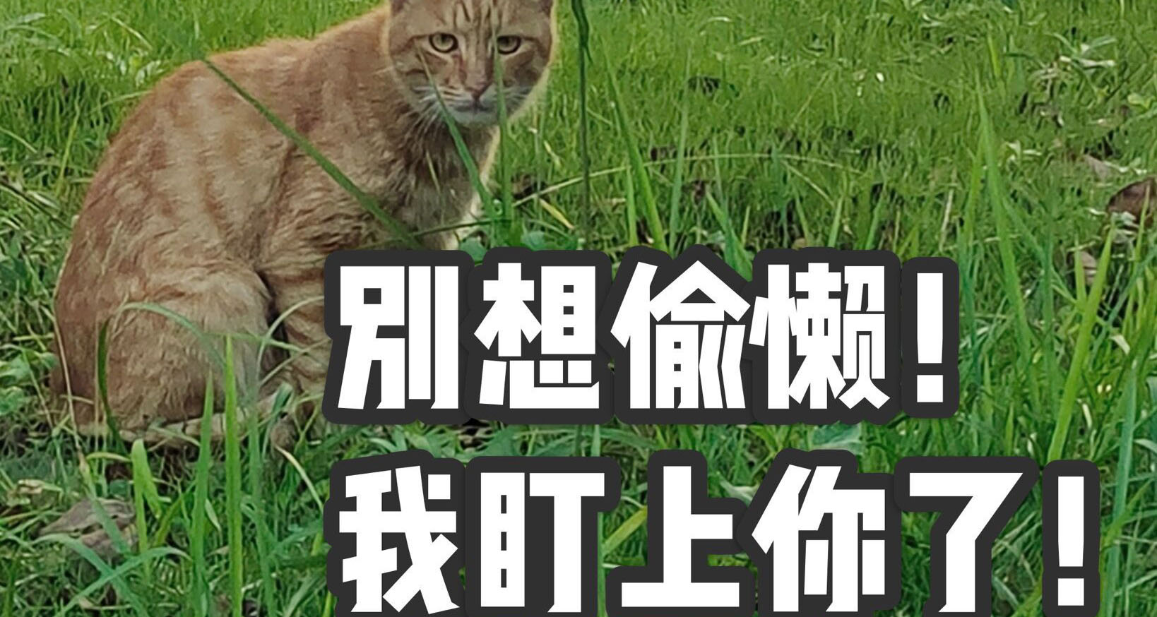 猫咪表情包大全