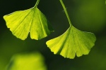 Fresh and beautiful ginkgo tree pictures