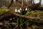 White snowdrop pictures desktop wallpaper
