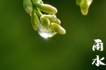 24 Solar Terms: Rain Season Picture Wallpaper