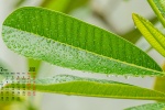 2022年3月绿色植物护眼高清日历壁纸