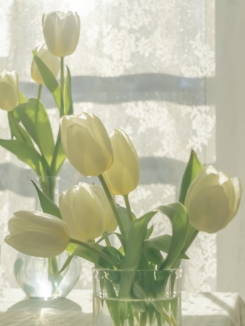 清新好看的郁金香手机壁纸