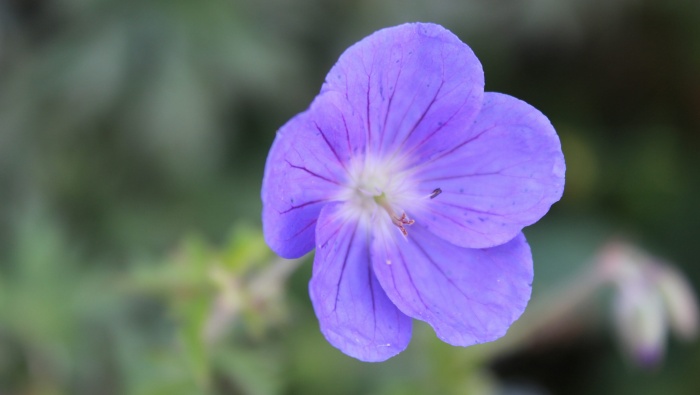 Geranium picture desktop wallpaper