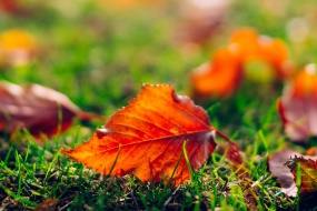 秋天的落叶图片桌面壁纸