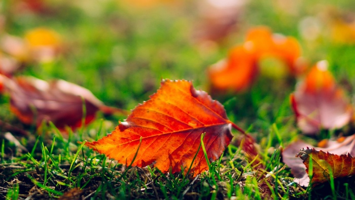 Autumn leaves pictures desktop wallpaper