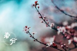 Spring Equinox Beautiful Flowers Pictures Desktop Wallpaper
