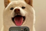 Dog selfie best friend avatar