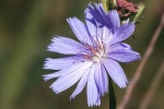 HD wild chicory pictures desktop wallpaper