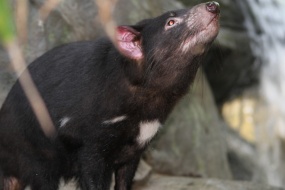 袋獾呆萌可爱高清电脑壁纸