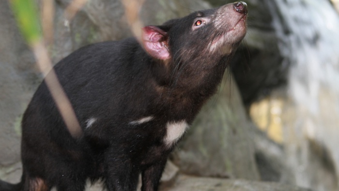 Tasmanian devil cute and cute HD computer wallpaper