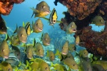 海洋世界水族馆图片桌面壁纸