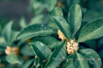 November 2021 eye-protecting osmanthus calendar wallpaper