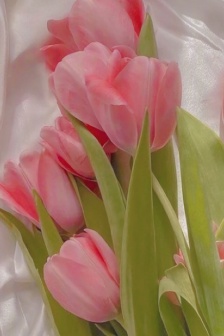Spring tulips mobile wallpaper