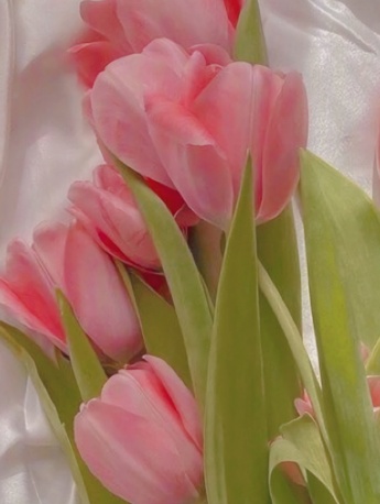 Spring tulips mobile wallpaper