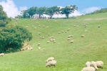 WeChat Farm Practical Landscape Picture