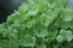First blooming hydrangeas pictures and photography