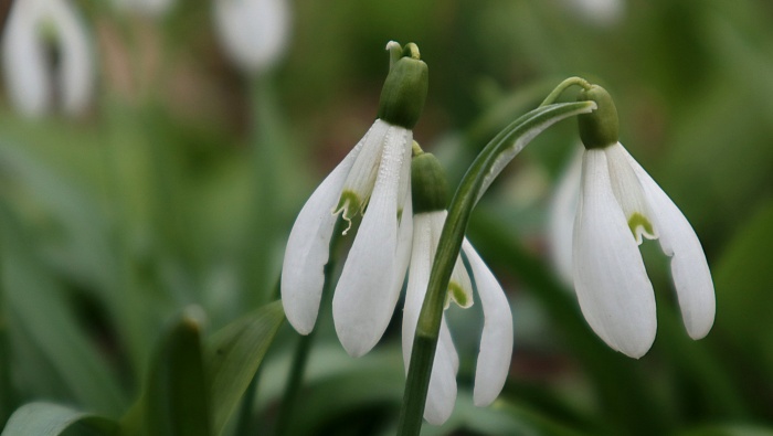 高清雪花蓮圖片桌麵壁紙