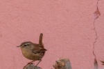 Birds Wren Pictures