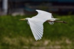 Great egret with snow-white feathers picture wallpaper