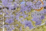 Jacaranda beautiful healing wallpaper