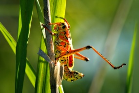 Brown grasshopper picture desktop wallpaper